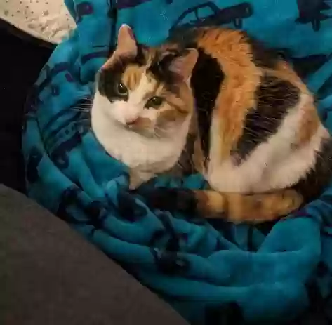 adoptable Cat in Alpharetta,GA named Dagny